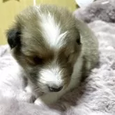 シェットランドシープドッグ