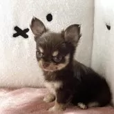 チワワ(ロング)