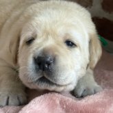 ラブラドールレトリバー