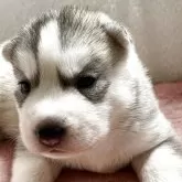 シベリアンハスキー