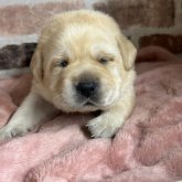 ラブラドールレトリバー