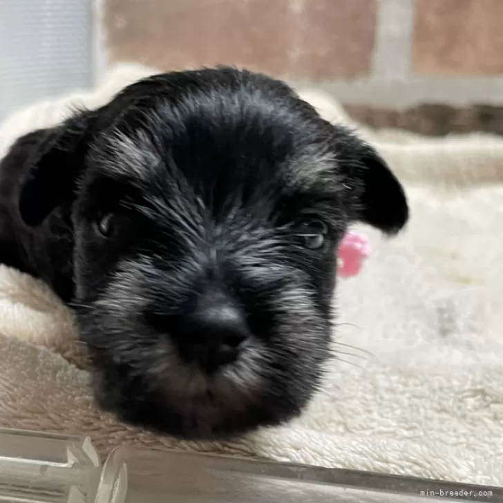 ID:2406-05383の子犬