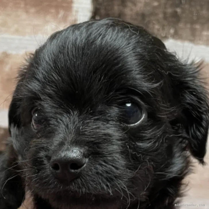 ID：2309-05354の子犬