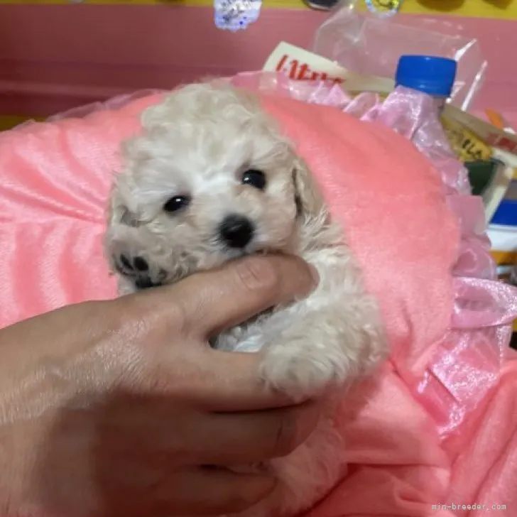 ID：2309-03113の子犬