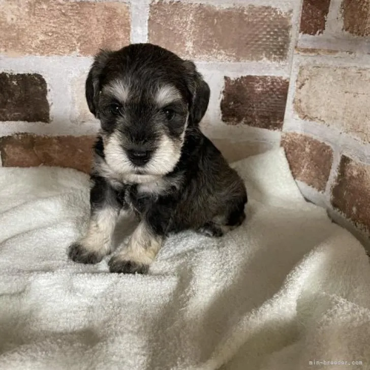 ID:2208-05401の子犬