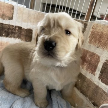 ゴールデンレトリバー【埼玉県・女の子・2023年12月10日・イエロー】の写真「イギリス系の可愛い女の子です、ムチムチです。」