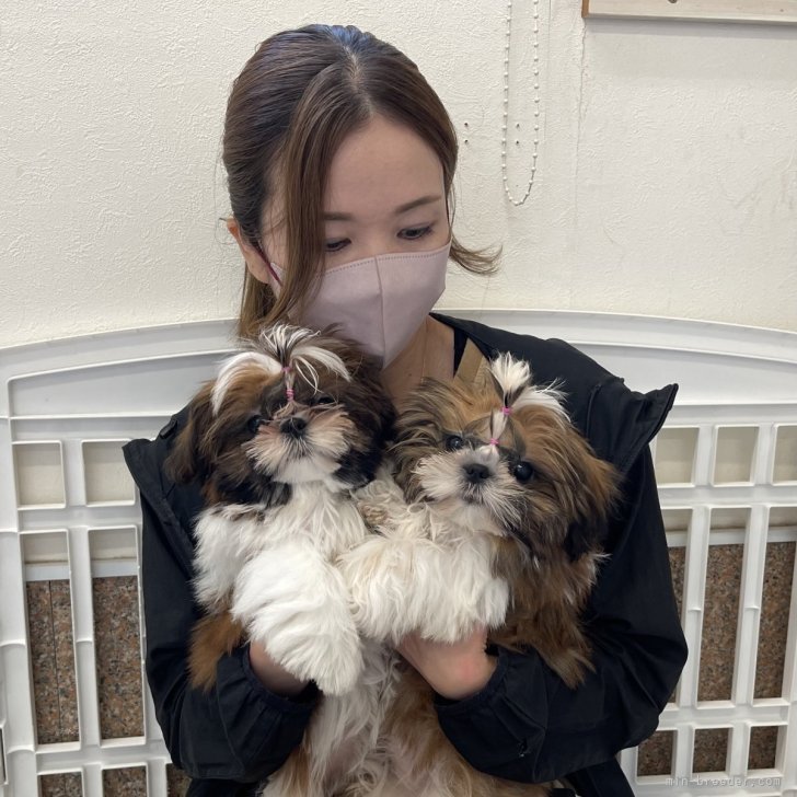 増田奈菜ブリーダー