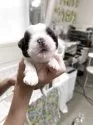 シーズー