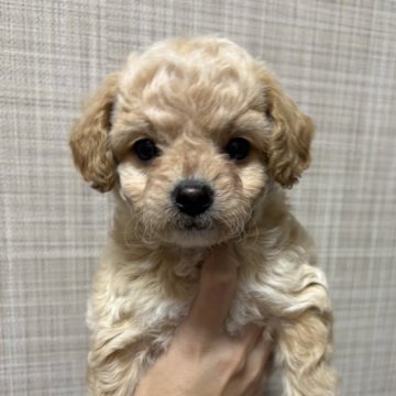 チワプー(チワワ×トイプードル)【石川県・男の子・2024年10月31日・クリーム】の写真「お目目クリクリな美男子くん」