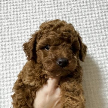 トイプードル(トイ)【石川県・男の子・2025年5月31日・レッド】の写真「トイレ自然に7割成功しています！」