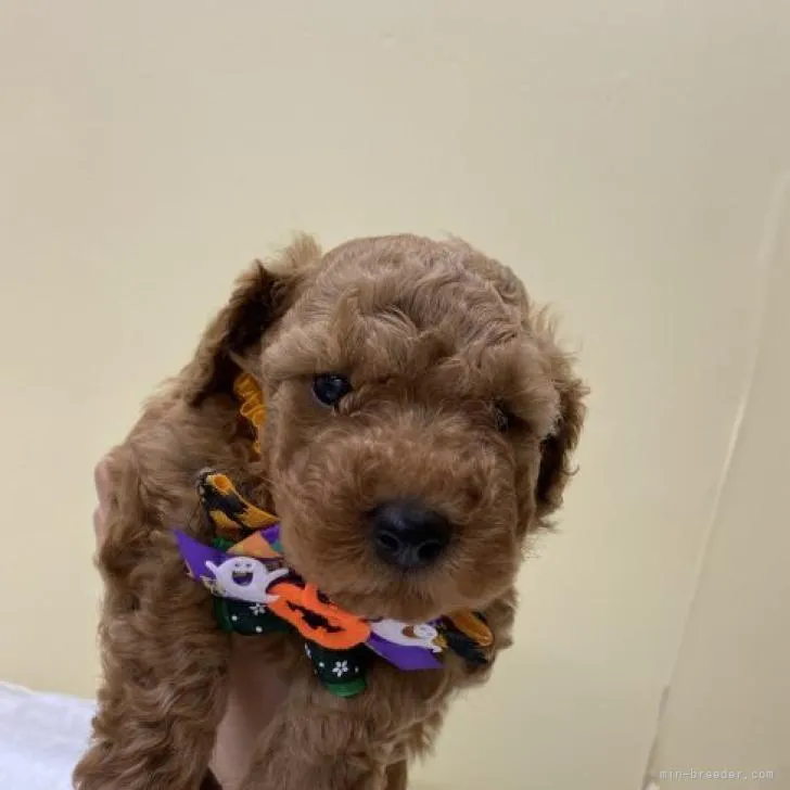 ID：2209-02981の子犬