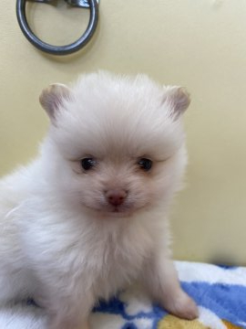ポメラニアン【石川県・男の子・2022年3月3日・クリーム】の写真「優しいお顔で可愛いイケメン君❤️」