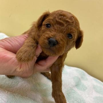 トイプードル(トイ)【石川県・男の子・2022年8月23日・レッド】の写真「とても可愛いレッド君です！」