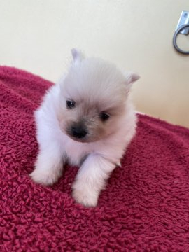 ポメラニアン【石川県・男の子・2022年3月3日・クリーム】の写真「ムチムチボディにまん丸お目目でイケメン君❤️」