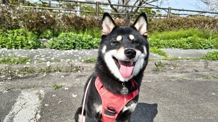 浅葱♀と桜｜千種　哲也(ちぐさ　てつや)ブリーダー(三重県・柴犬・日本犬保存会登録)の紹介写真3