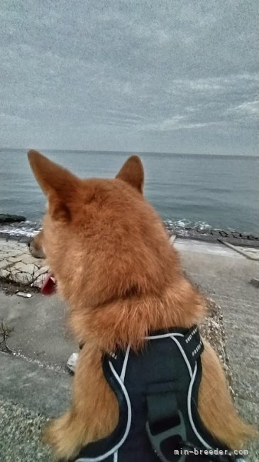 緋月と近くの海岸｜千種　哲也(ちぐさ　てつや)ブリーダー(三重県・柴犬・日本犬保存会登録)の紹介写真5