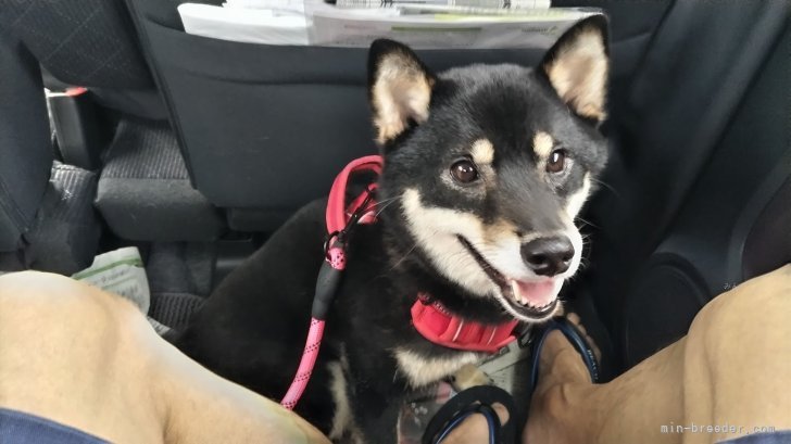 車での移動も、慣れたものです｜千種　哲也(ちぐさ　てつや)ブリーダー(三重県・柴犬・日本犬保存会登録)の紹介写真6