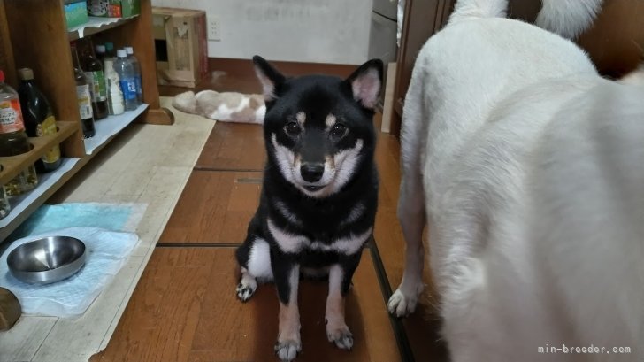 千種　哲也(ちぐさ　てつや)ブリーダー(三重県・柴犬・日本犬保存会登録)の紹介写真7