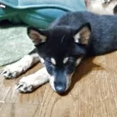 柴犬(標準サイズ)【三重県・男の子・2025年6月17日・黒】の写真10