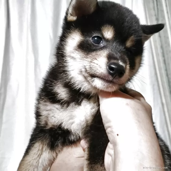 ID：2508-00345の子犬