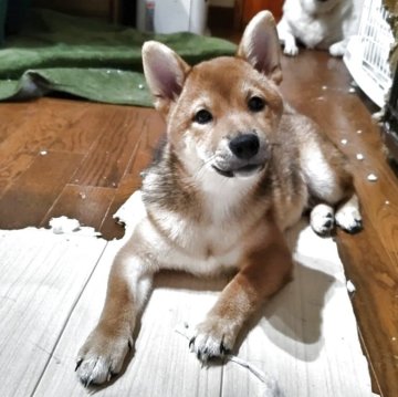 柴犬(標準サイズ)【三重県・女の子・2025年2月28日・赤】の写真「元気で好奇心旺盛な女の子です」