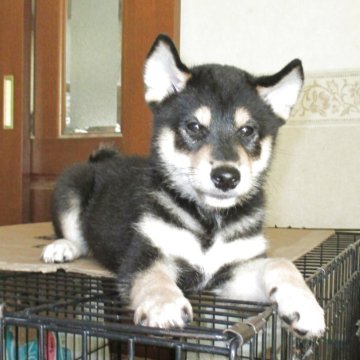 柴犬(標準サイズ)【三重県・男の子・2025年6月17日・黒】の写真「元気にすくすく成長中です」