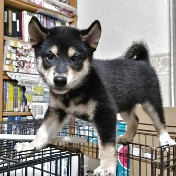柴犬(標準サイズ)【三重県・男の子・2025年6月17日・黒】の写真「元気にすくすく成長中です」