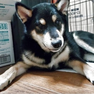 柴犬(標準サイズ)【三重県・男の子・2025年6月17日・黒】の写真「可愛がっていただけるご主人様を募集中です」