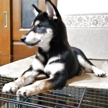 柴犬(標準サイズ)【三重県・男の子・2025年6月17日・黒】の写真「写真更新しました。ご回覧ください。」