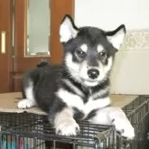 柴犬(標準サイズ)