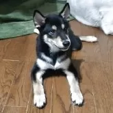 柴犬(標準サイズ)