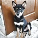 柴犬(標準サイズ)【三重県・男の子・2025年6月17日・黒】の写真1「鼻周りが少し黒っぽいです。元気に走りまわってくれます。」