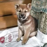 柴犬(標準サイズ)