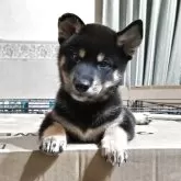 柴犬(標準サイズ)【三重県・男の子・2025年6月17日・黒】の写真1「体重は2.5kｇあります。この暑さもなんのそので食欲旺盛ですので、３kgになるのも直ぐでしょう。」