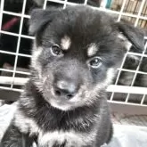 柴犬(標準サイズ)【三重県・男の子・2025年6月17日・黒】の写真6