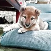 柴犬(標準サイズ)【三重県・女の子・2025年2月28日・赤】の写真10「4/25更新　4/22の時点ではまだ片耳折れてます」