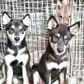 柴犬(標準サイズ)【三重県・男の子・2025年6月17日・黒】の写真5「右側の子犬さんです。兄弟仲良く居てくれます」