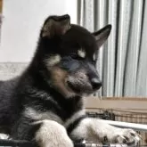 柴犬(標準サイズ)【三重県・男の子・2025年6月17日・黒】の写真2「かっこいいポーズで」
