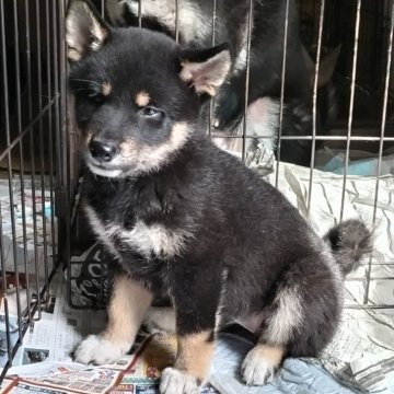 柴犬(標準サイズ)【三重県・女の子・2024年2月25日・黒】の写真「5/4写真更新 元気で健康的な仔犬さんです」