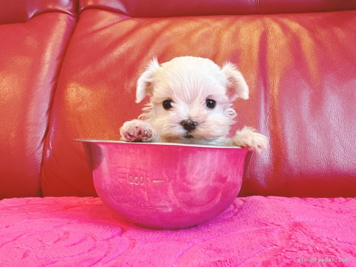 松本るり子ブリーダーのブログ：子犬生まれてます🐶