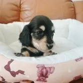 ミニチュアダックスフンド(ロング)【兵庫県・女の子・2025年1月19日・ブラックイエロー】の写真11