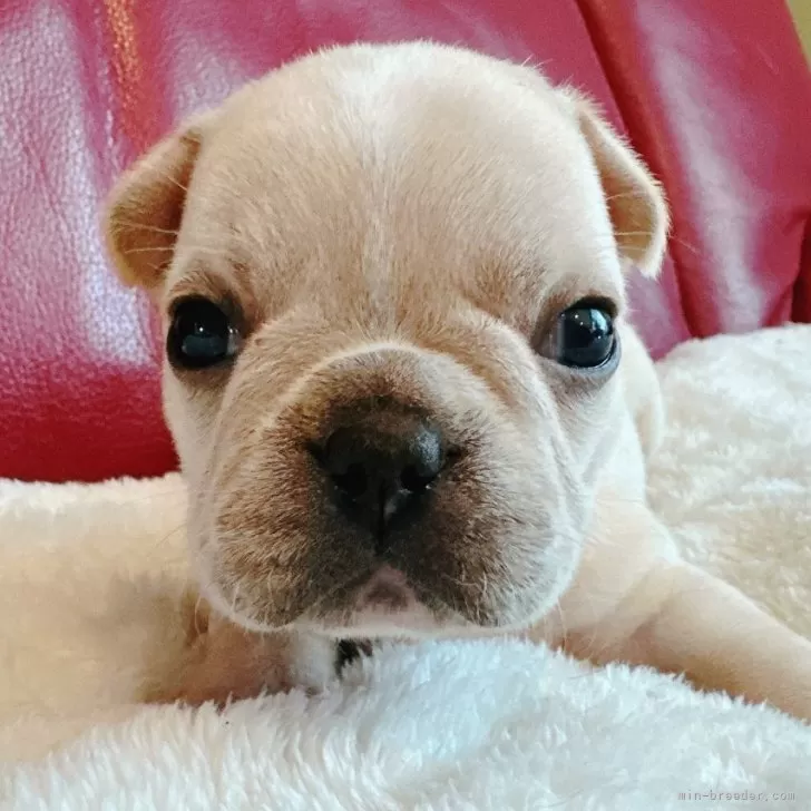 フレンチブルドッグ【兵庫県・女の子・2025年10月18日・クリーム】の写真1