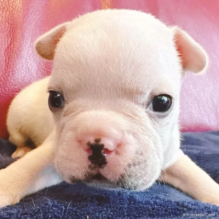 フレンチブルドッグ【兵庫県・男の子・2025年10月28日・クリーム】の写真1