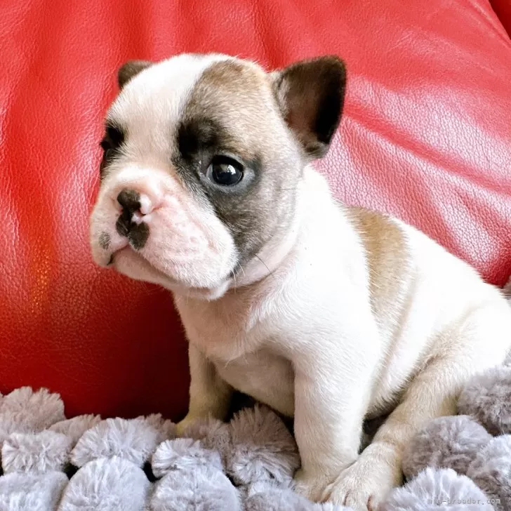 ID:2411-04541の子犬