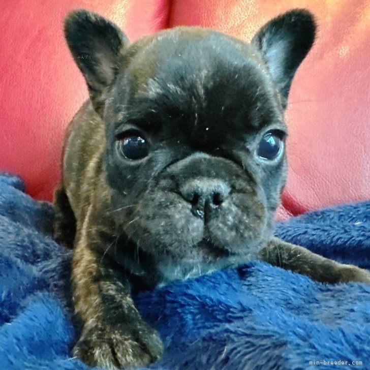 ブリーダー画像