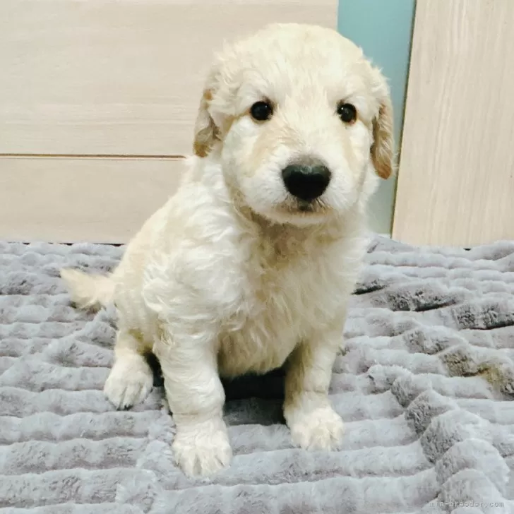 ID:2505-02787の子犬