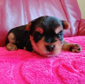 ヨークシャーテリア【兵庫県・男の子・2025年10月17日・スチールブルー&タン】の写真「元気な男の子です🐶🐶✨」