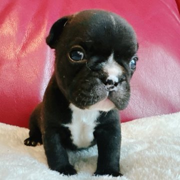 フレンチブルドッグ【兵庫県・男の子・2025年10月18日・ブリンドル】の写真「兄妹わんちゃんの中で唯一の男の子です🐶」