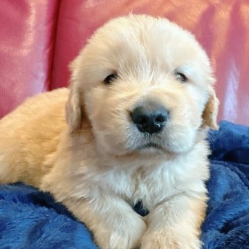 ゴールデンレトリバー【兵庫県・男の子・2025年11月1日・ゴールド】の写真「ゴールド濃いめの男の子です🐶」