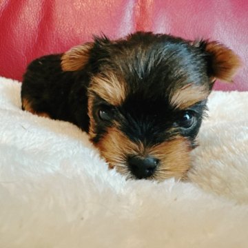 ヨークシャーテリア【兵庫県・女の子・2025年10月17日・スチールブルー&タン】の写真「兄妹わんちゃんの中で1番小さめです🐶」